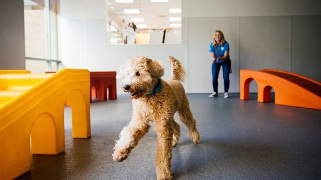 Dogtopia Halcyon